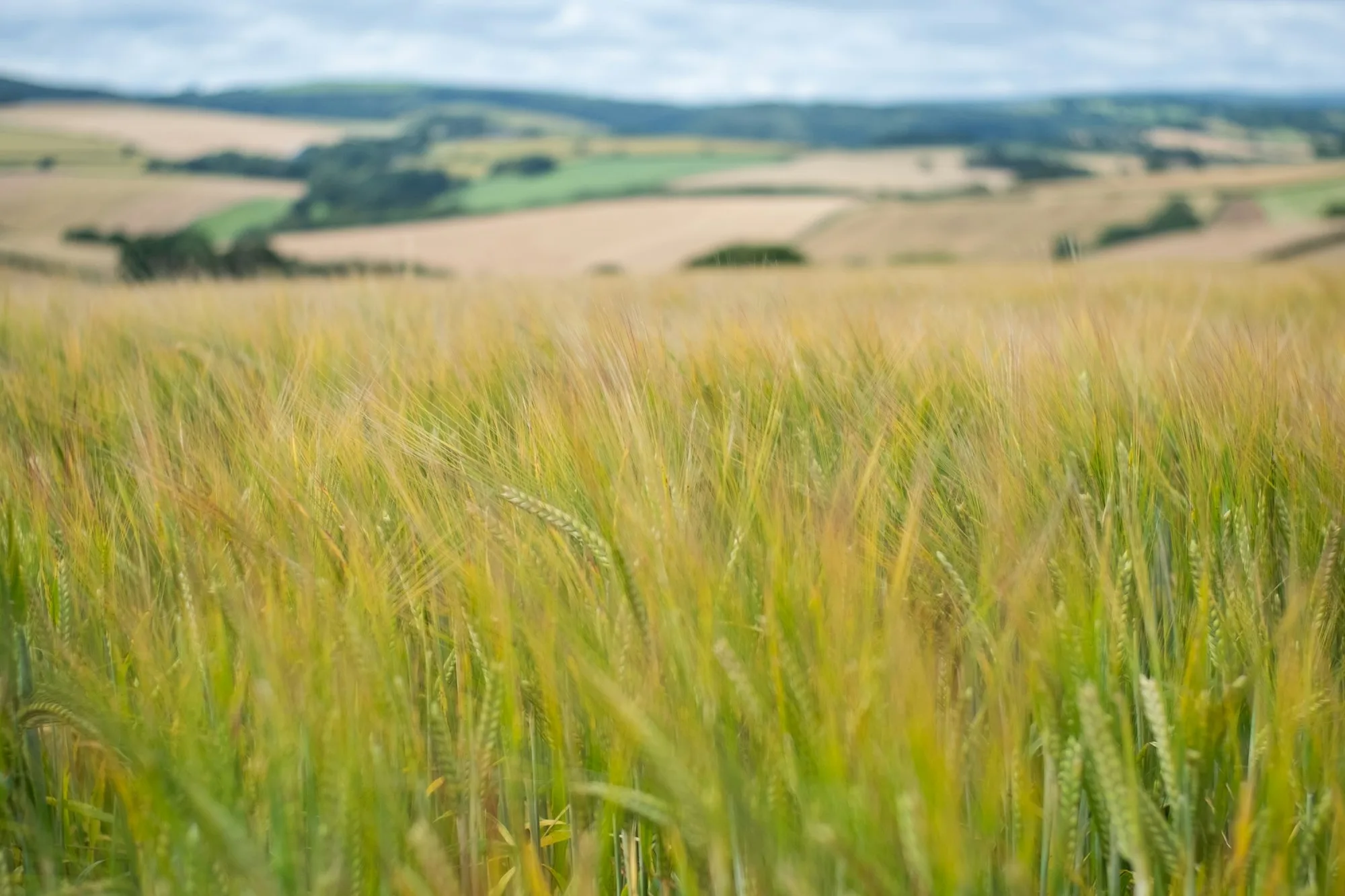 Barley growing across a rolling UK field