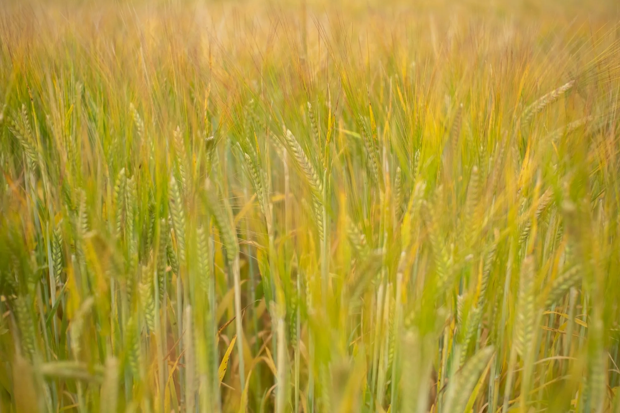 A close view of barley growing in a UK field