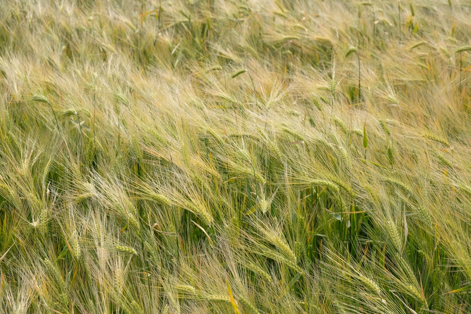 Barley seed heads growing in the sun