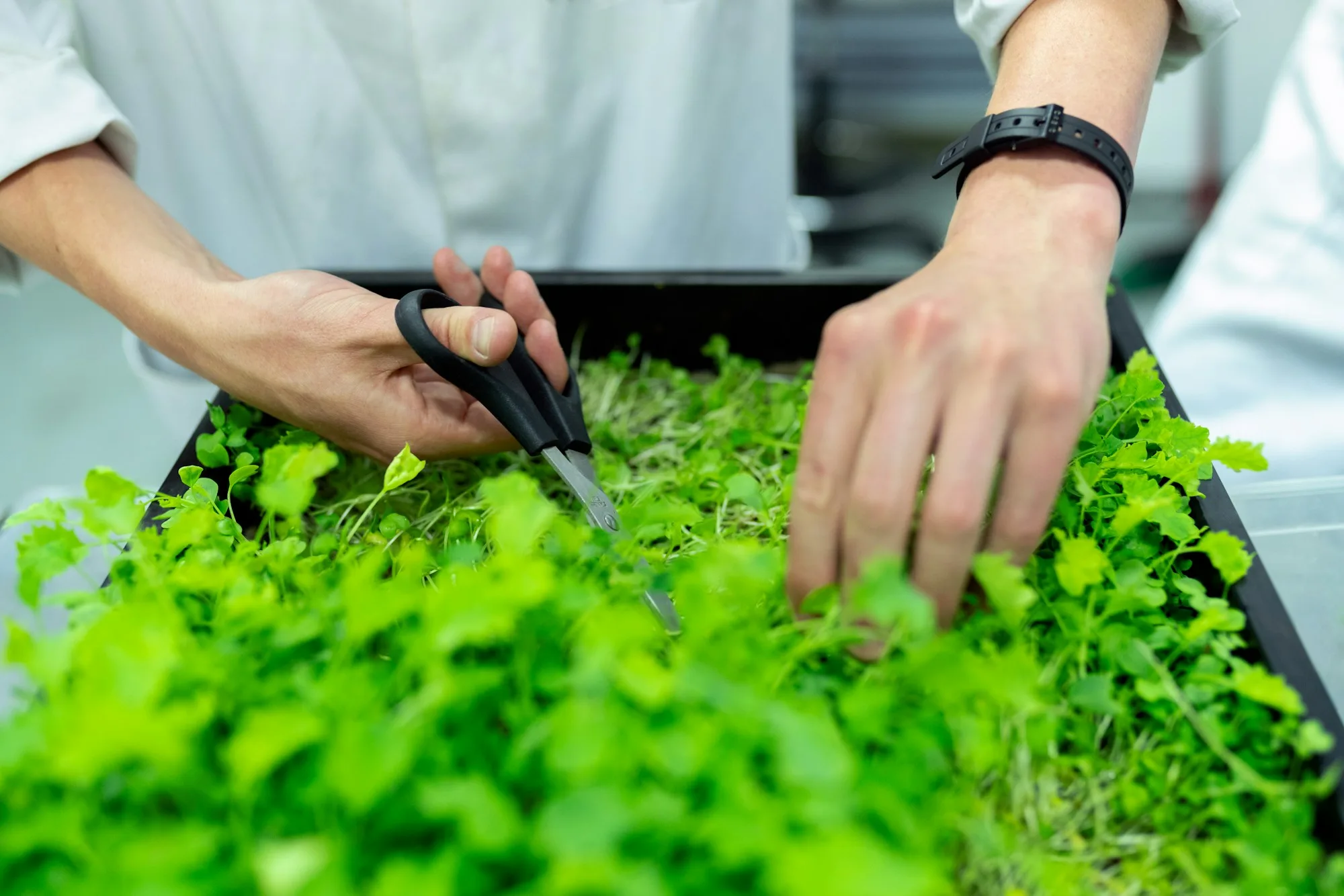 An engineer harvesting produce in an indoor growing facility