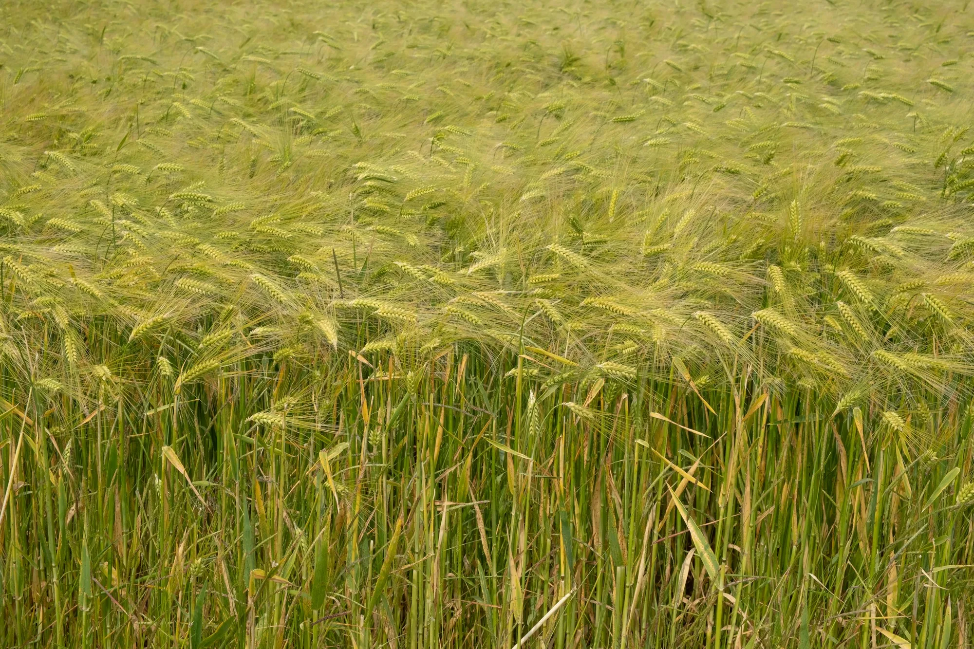Grain growing in an English field