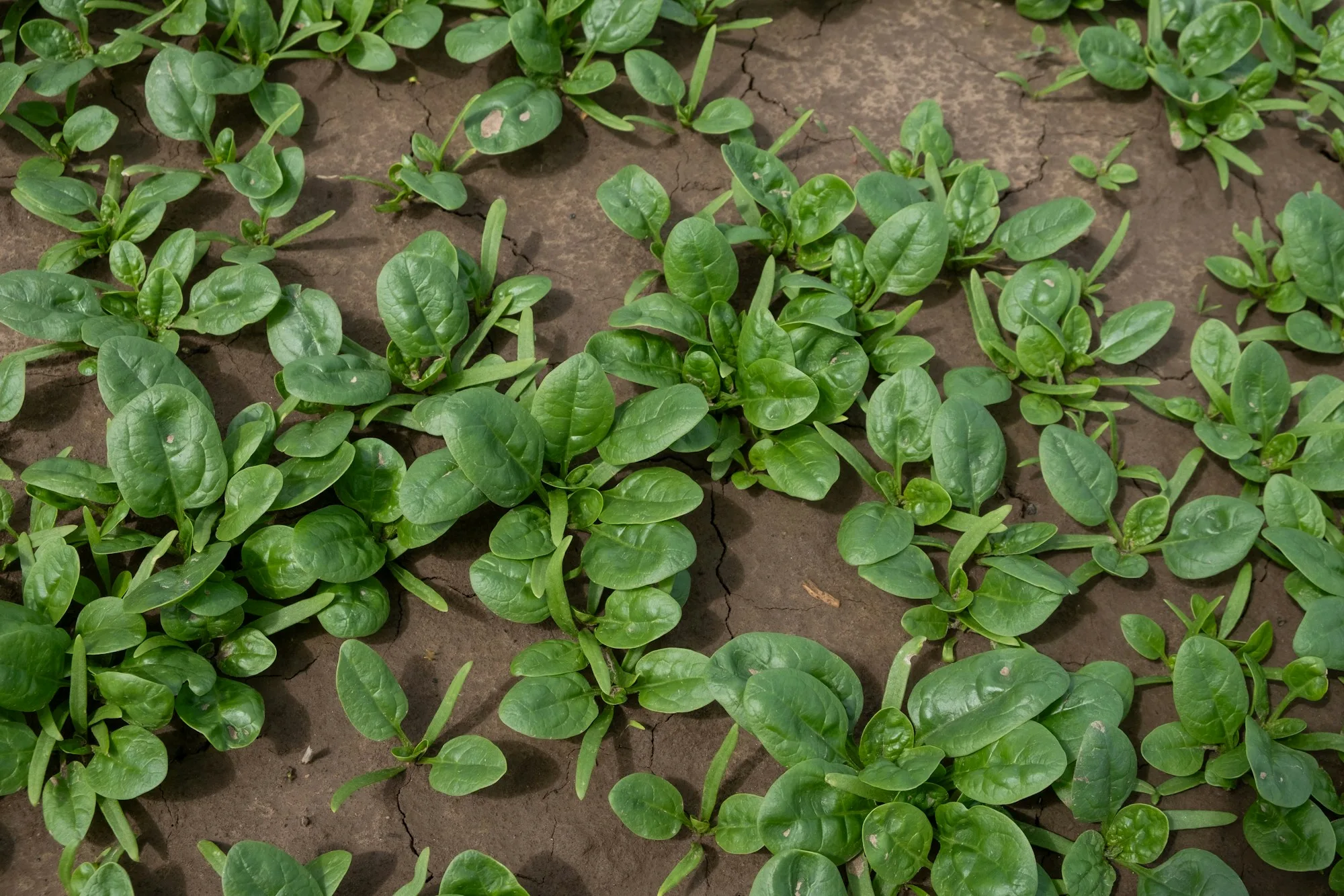 Rows of spinach plants growing in the Fens
